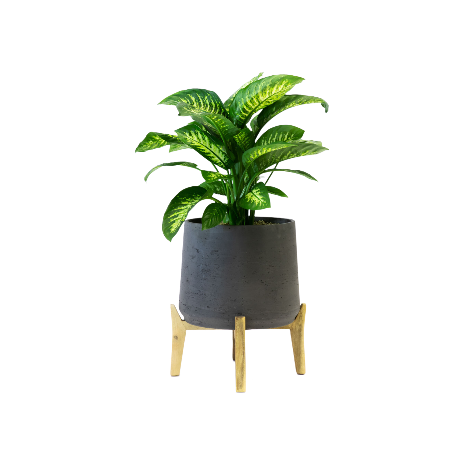 Plant Dieffenbachia